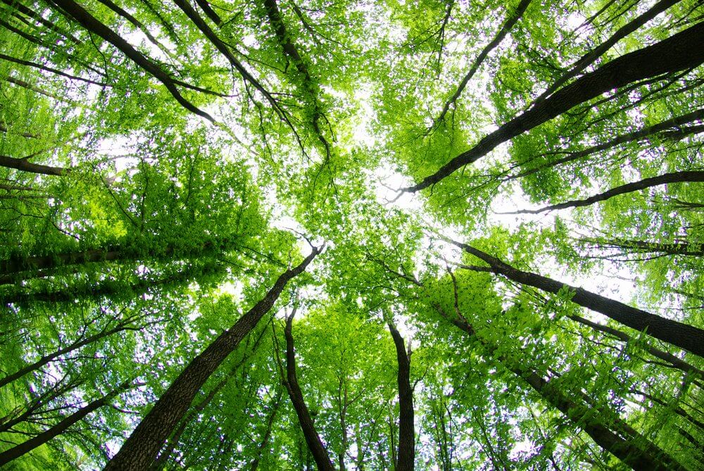 Norveç Tropik Ormanların Korunması İçin Diğer Ülkeleri Desteğe Çağırıyor