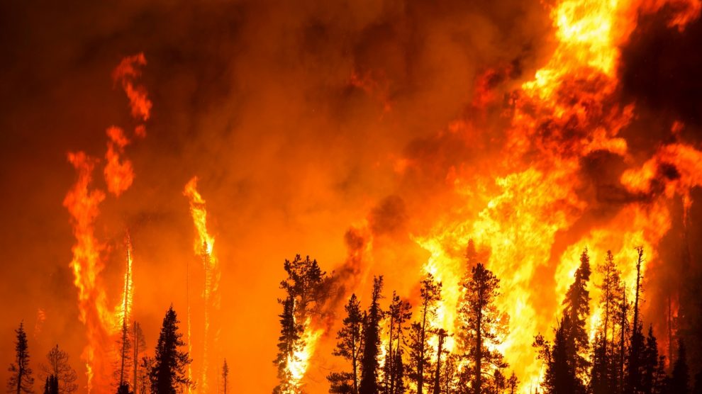 2018 Yazı, Orman Yangınlarının Yazı Oldu - İklim Haber