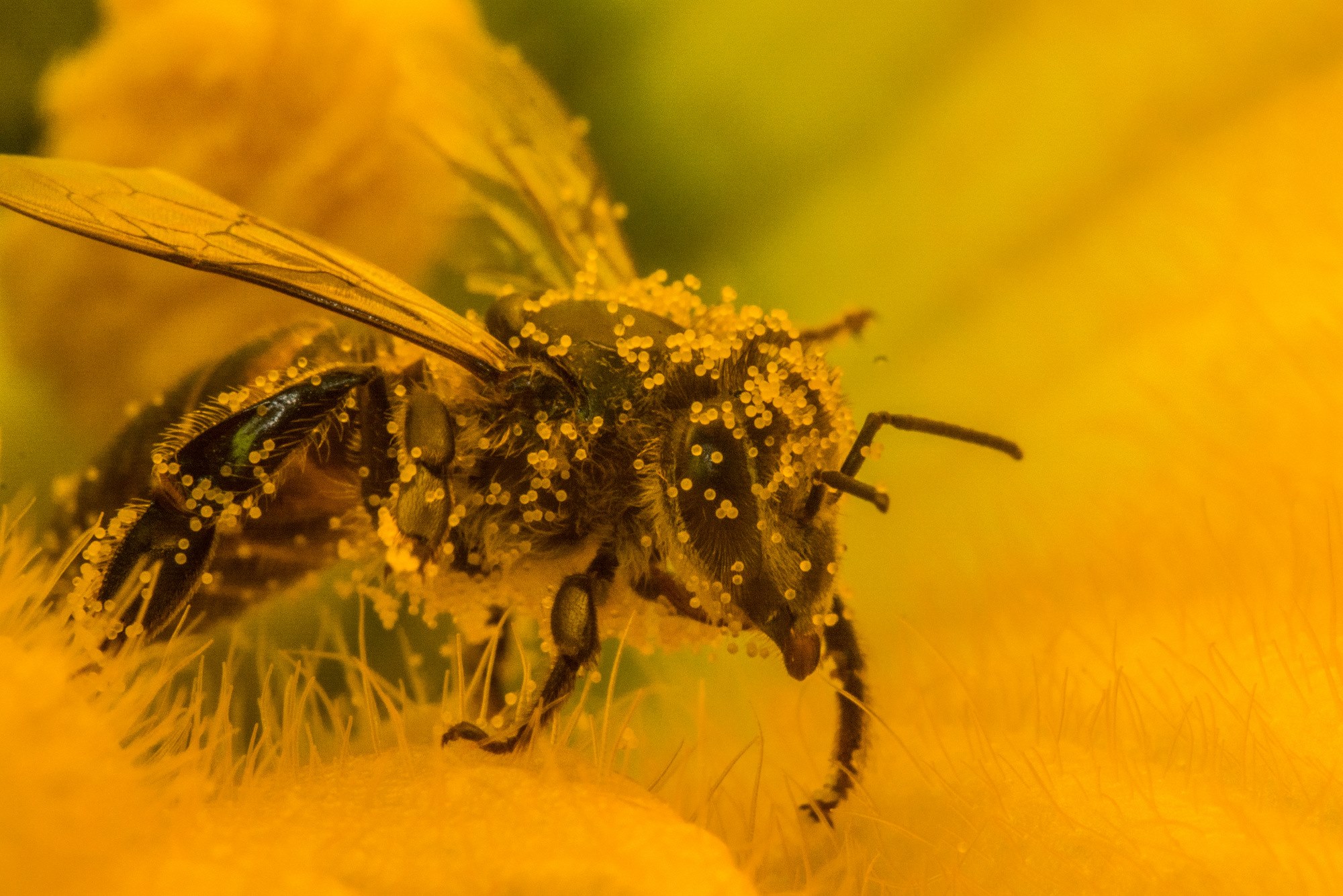 BM: Hayvan ve Bitkilerin %25’i Tehdit Altında