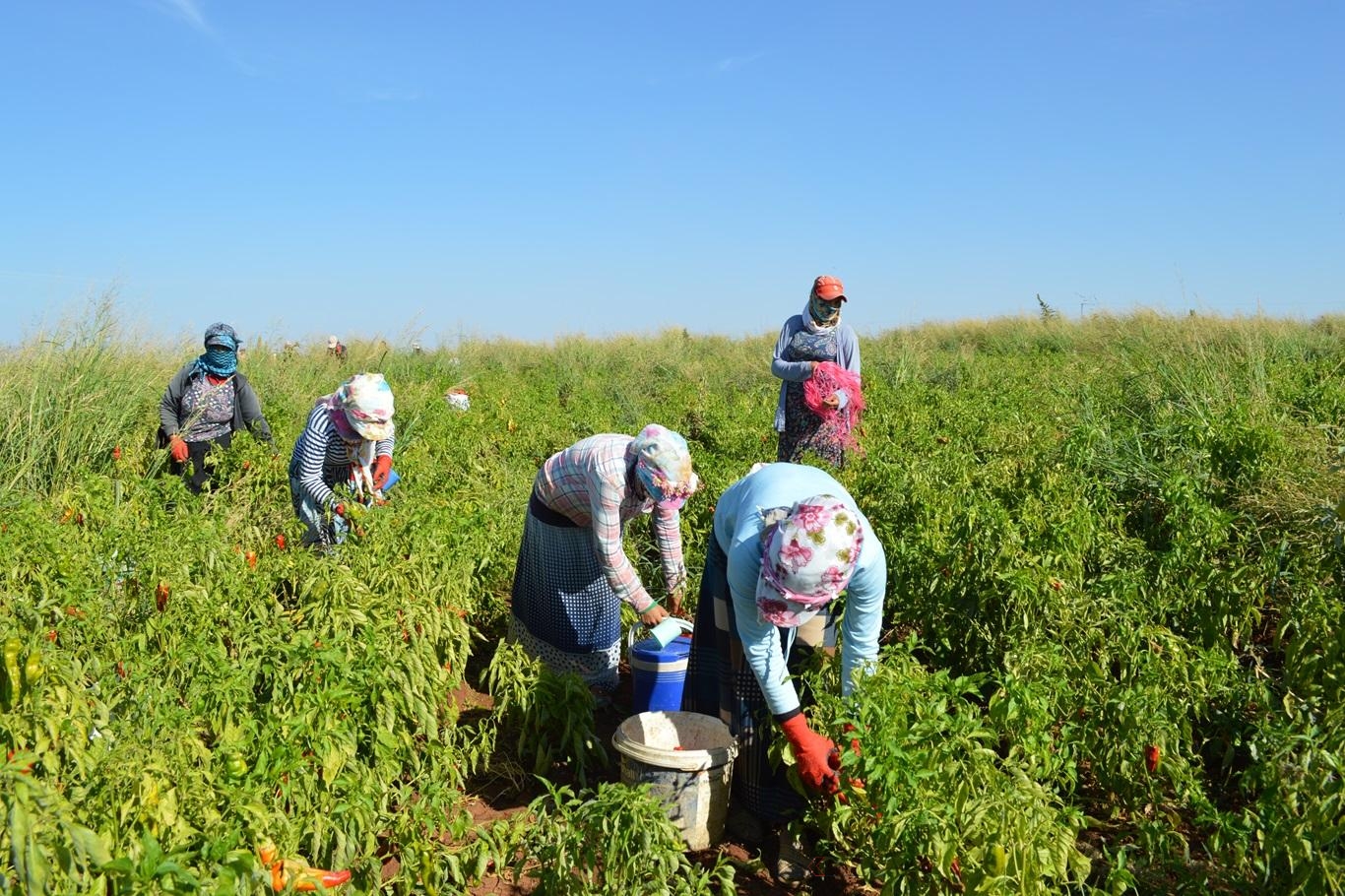 Yeni Rapor: İklim Değişikliği 80 Milyon İstihdama Mâl Olacak