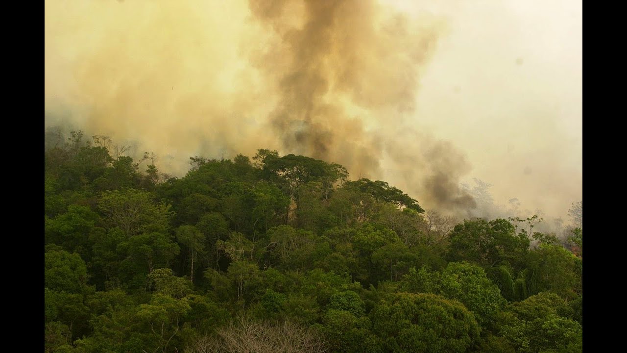 Amazon Ormanlarında Her Dakika Bir Futbol Sahası Büyüklüğünde Ormanlık Alan Yok Oluyor   
