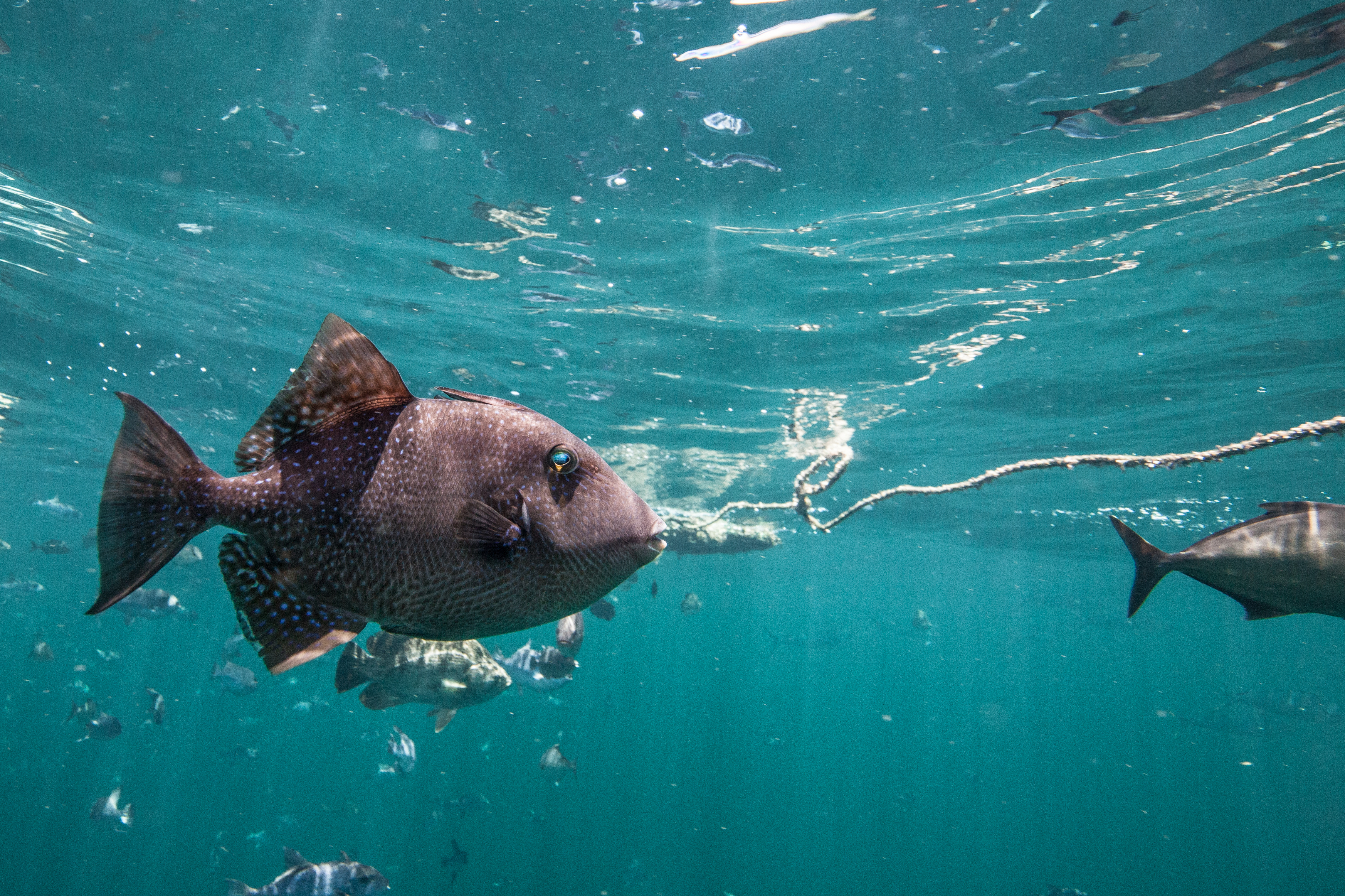 Kambur Balinaların Üreme Alanları Petrol Tehdidi Altında