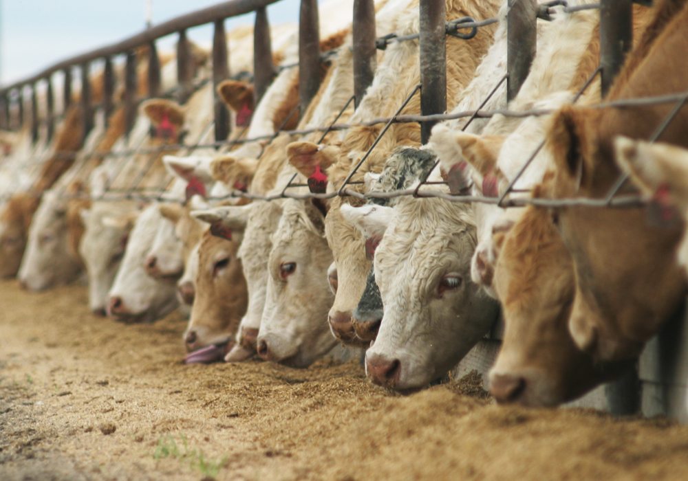 Michael Mansfield QC: Et Tüketimi Bir Doğa Katliamı Sayılmalıdır