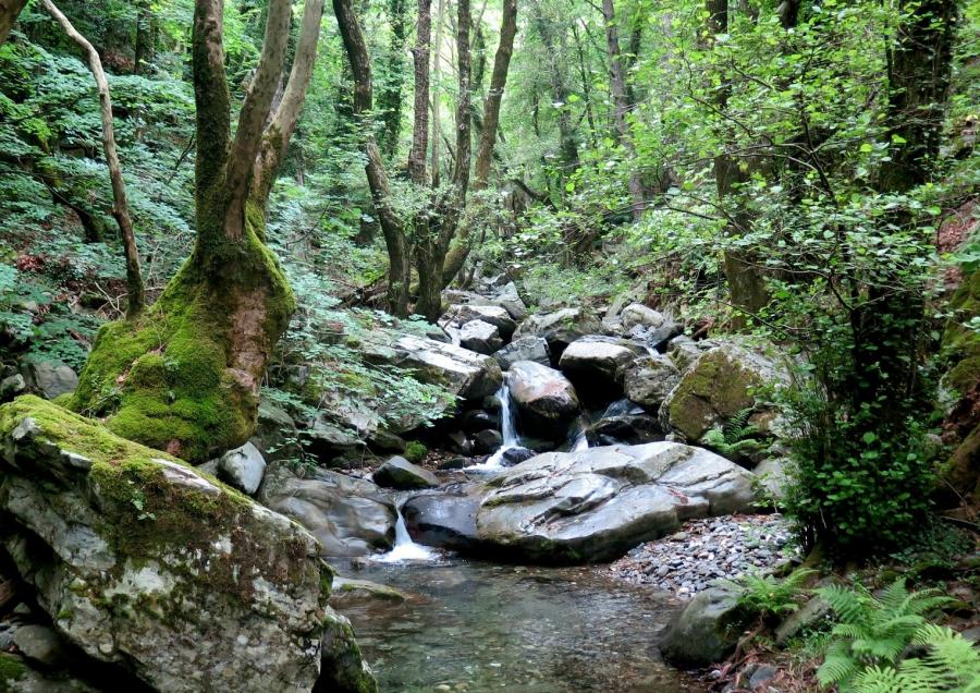 Kaz Dağları-Edremit Körfezi’nin Tarımsal Biyoçeşitliliği, Türetim Ekonomisi ile Korunacak!