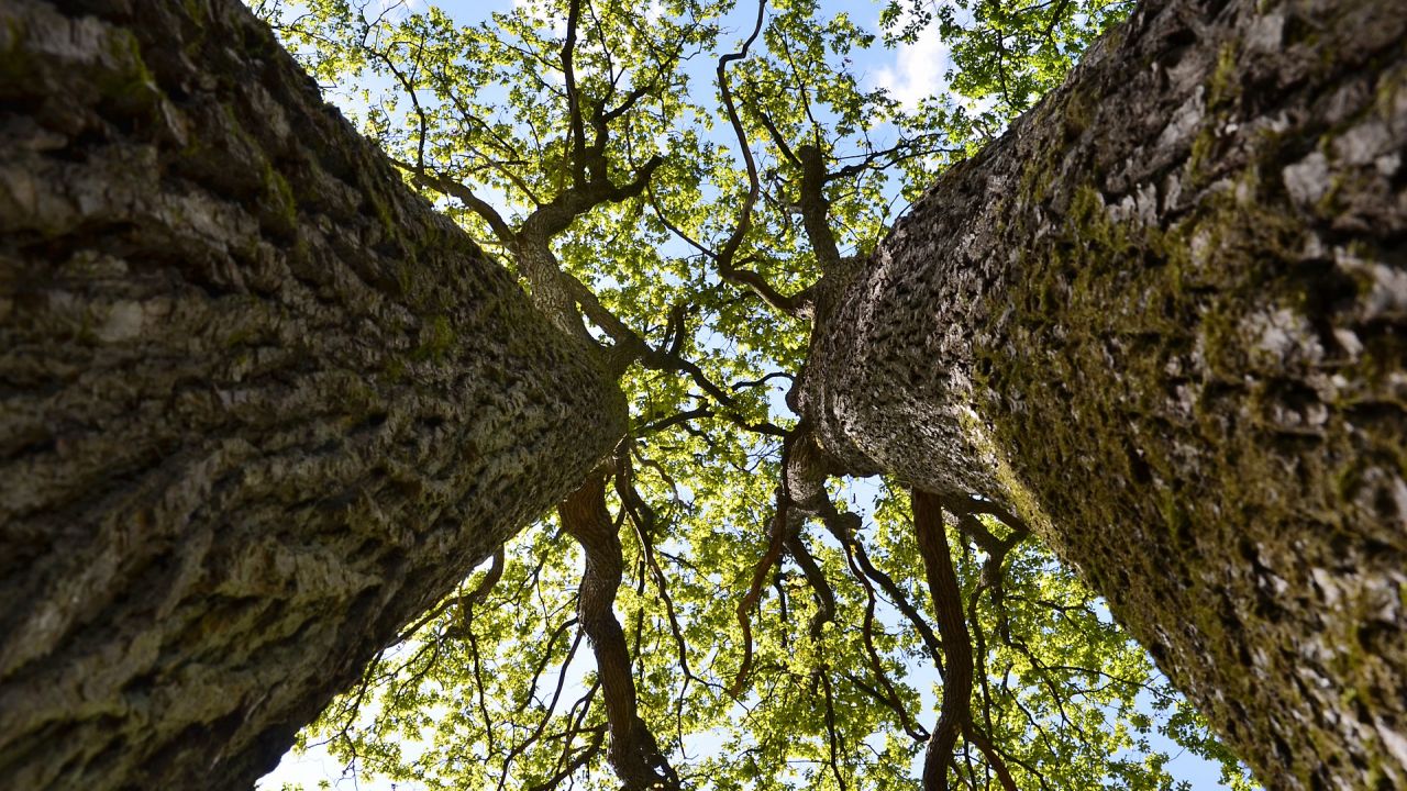 Yeşil Bir Gelecek İçin Sözü Olanlar Bir Araya Geliyor!