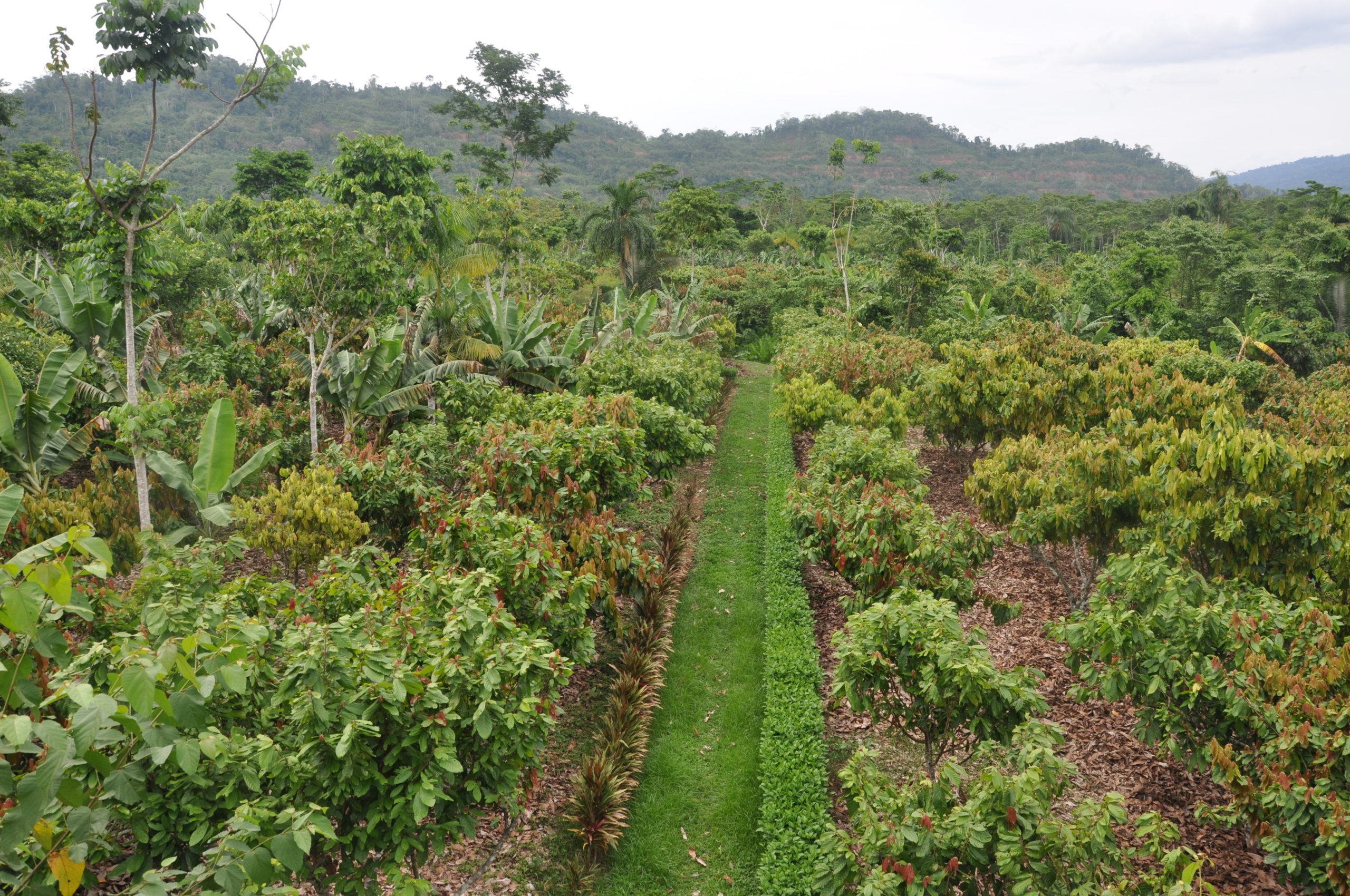 Yetkililerden Büyük Kirleticilere 100 Milyon Ağaçlık Bütçe Çağrısı