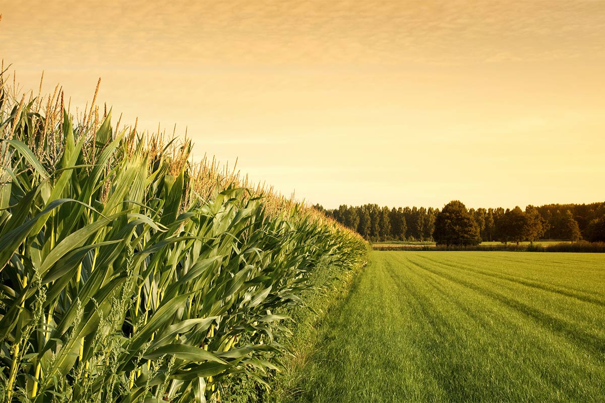 Yeni Çalışma: “Tarımda Pazara Bağımlılığı Arttıran Çözümler Eşitsizliği Derinleştirir”