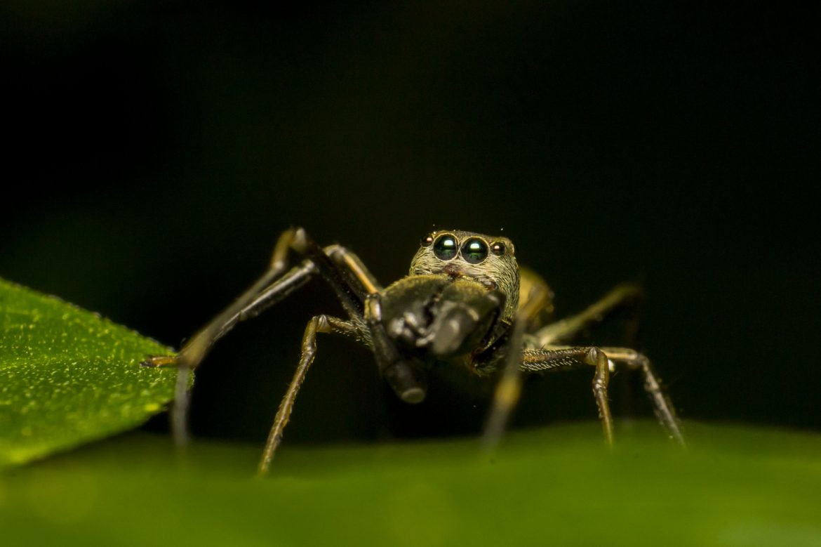 Yeni Araştırma: Yarım Milyon Canlı Yok Olabilir