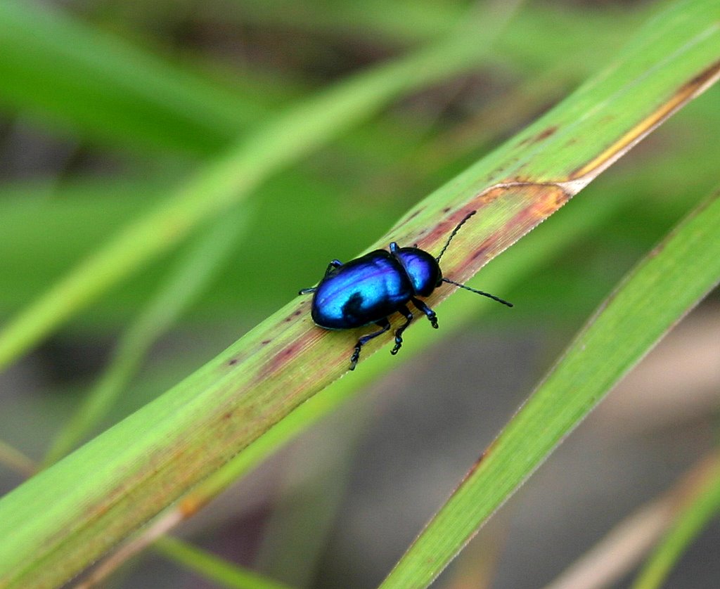 “İnsanların Kaderi Böceklerle Bir”