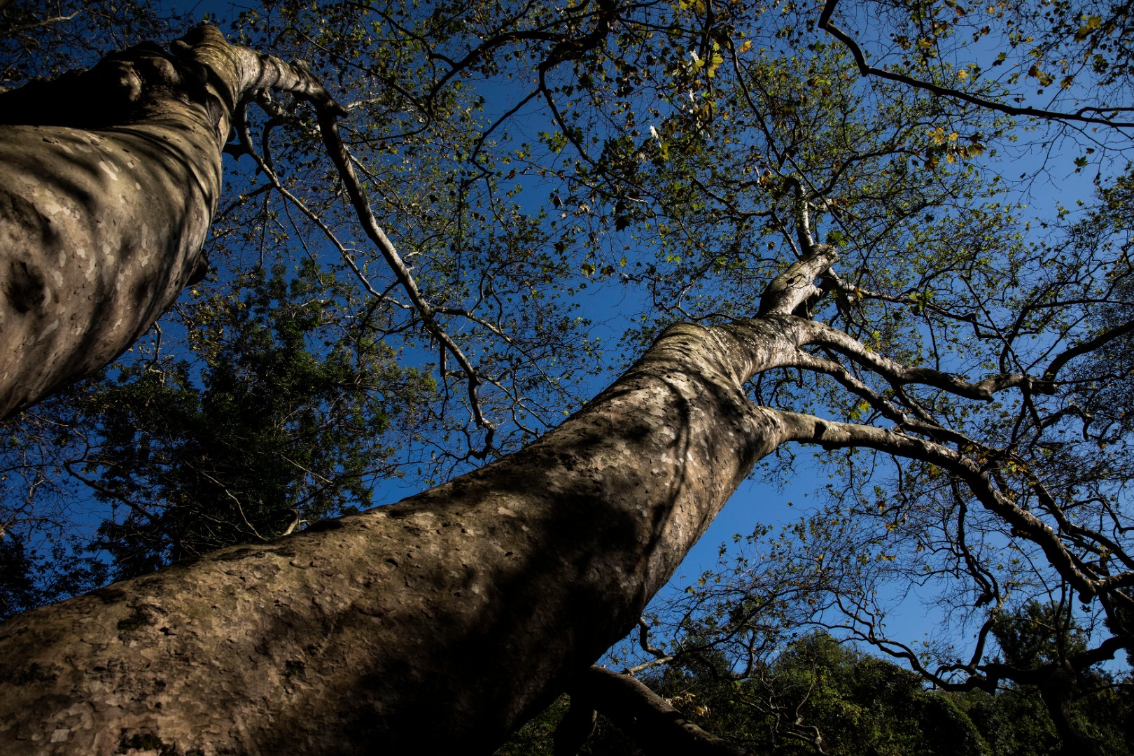 Korunan Alanlara Dair Yeni Yönetmelik Tanımları Değiştirdi