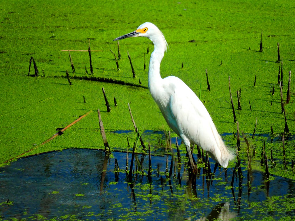 Birleşik Krallık’taki Su Kuşları %25 Azaldı
