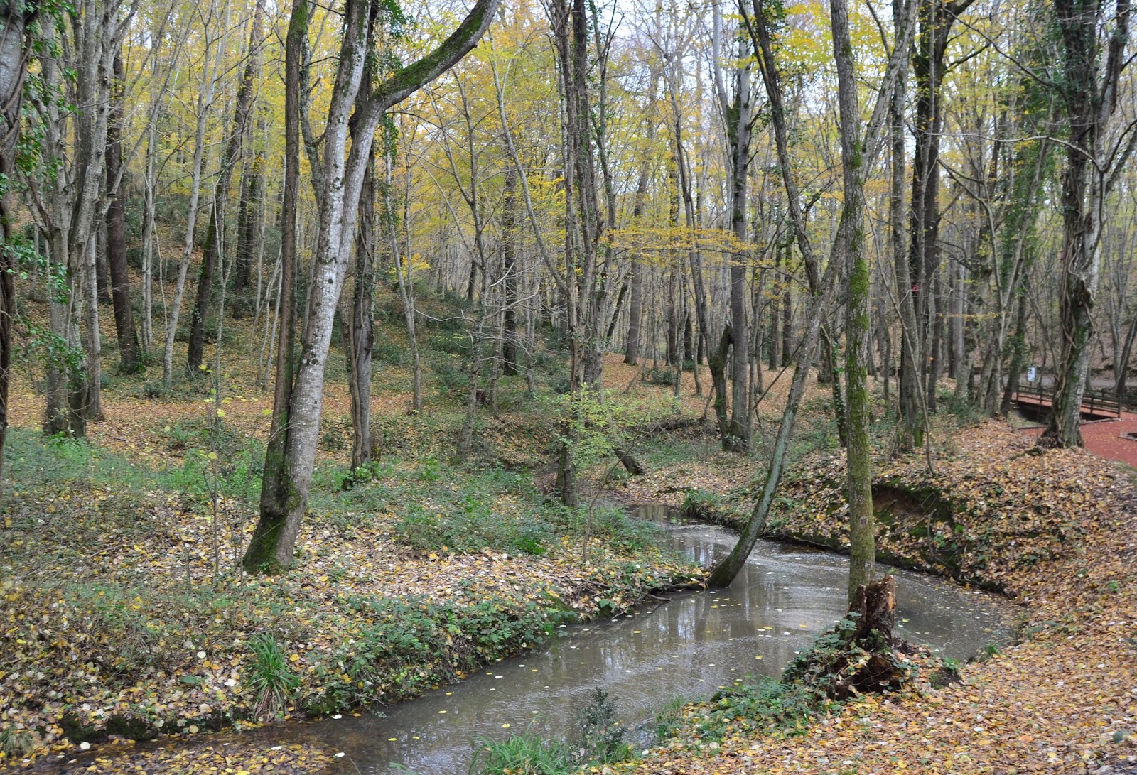 Ekopsikoloji: Doğayla Bütünleşmek Sağlığımıza Nasıl Fayda Sağlar?