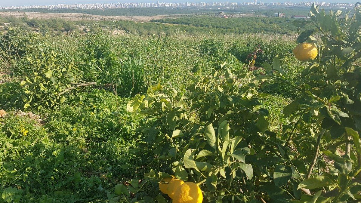 İklim Krizi Tarımı Salgından Daha Kötü Etkiledi