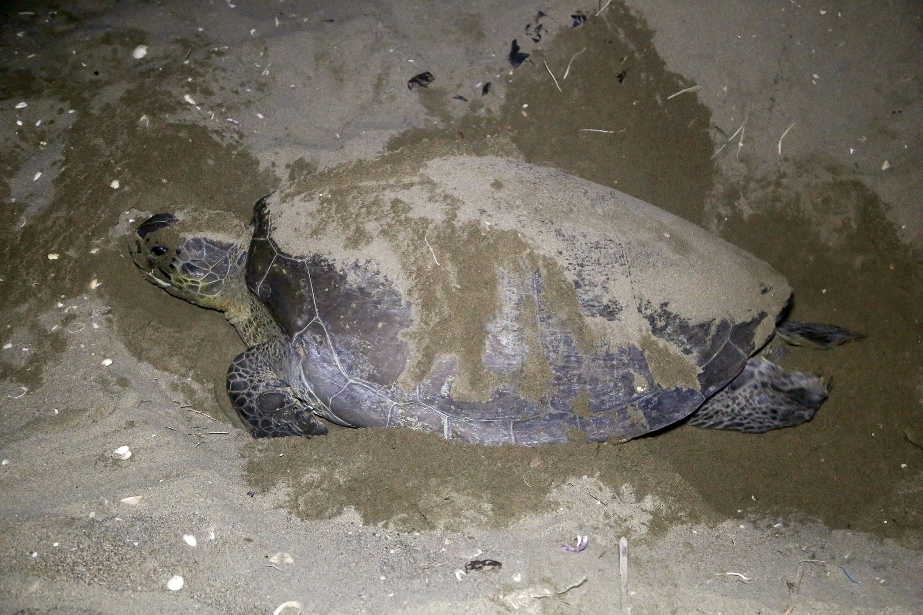 Dünyanın En Yaşlı Denizcileri Kömür Tehdidi Altında