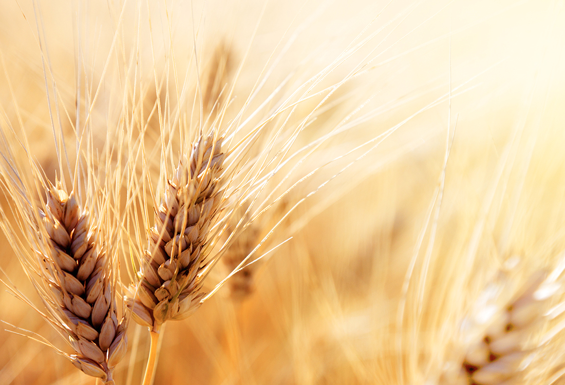 Koronavirüs Günlerinde, Tarım ve Gıda