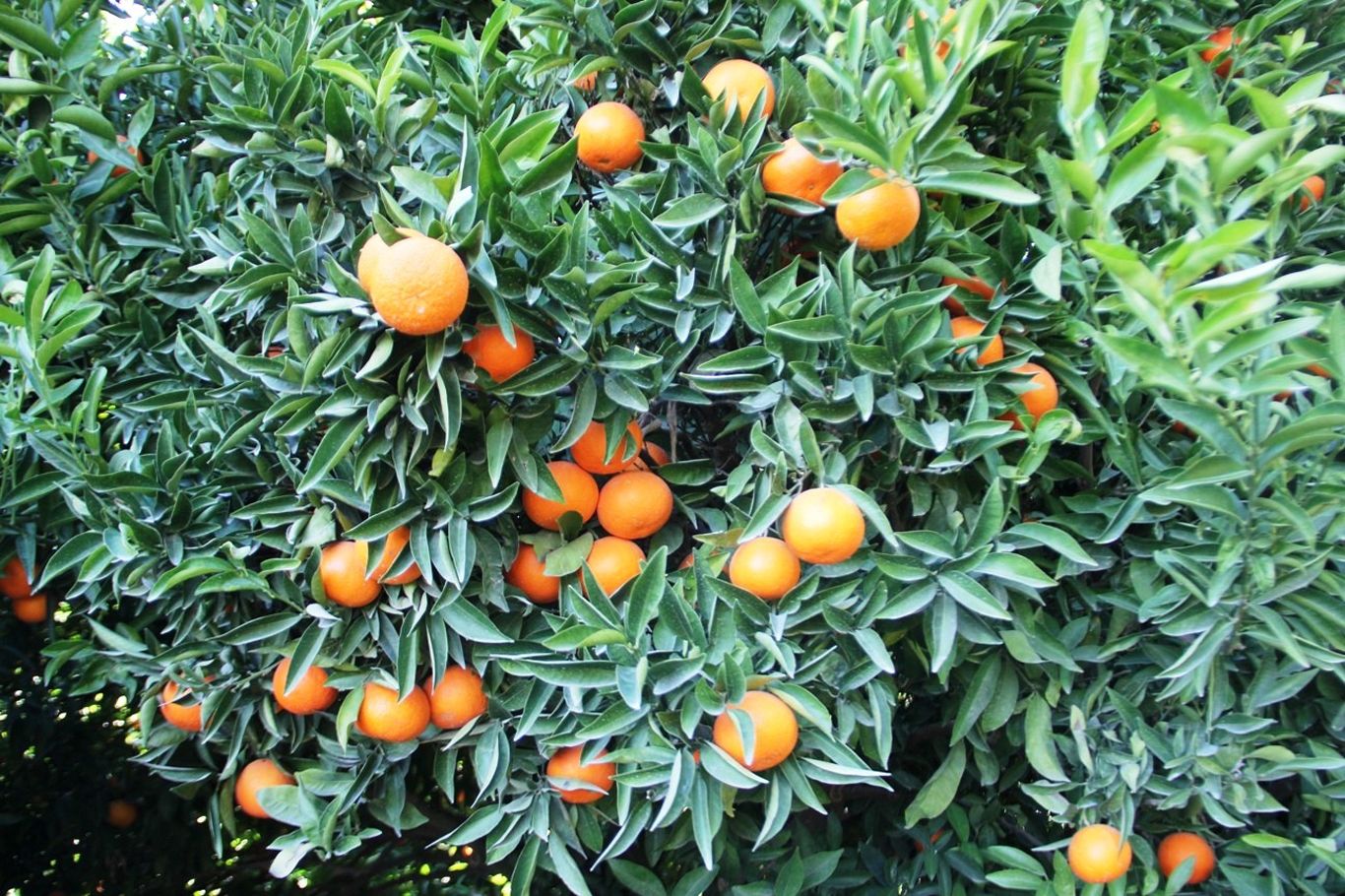 “TARSİM İklim Krizi Kaynaklı Zararları Karşılamıyor”