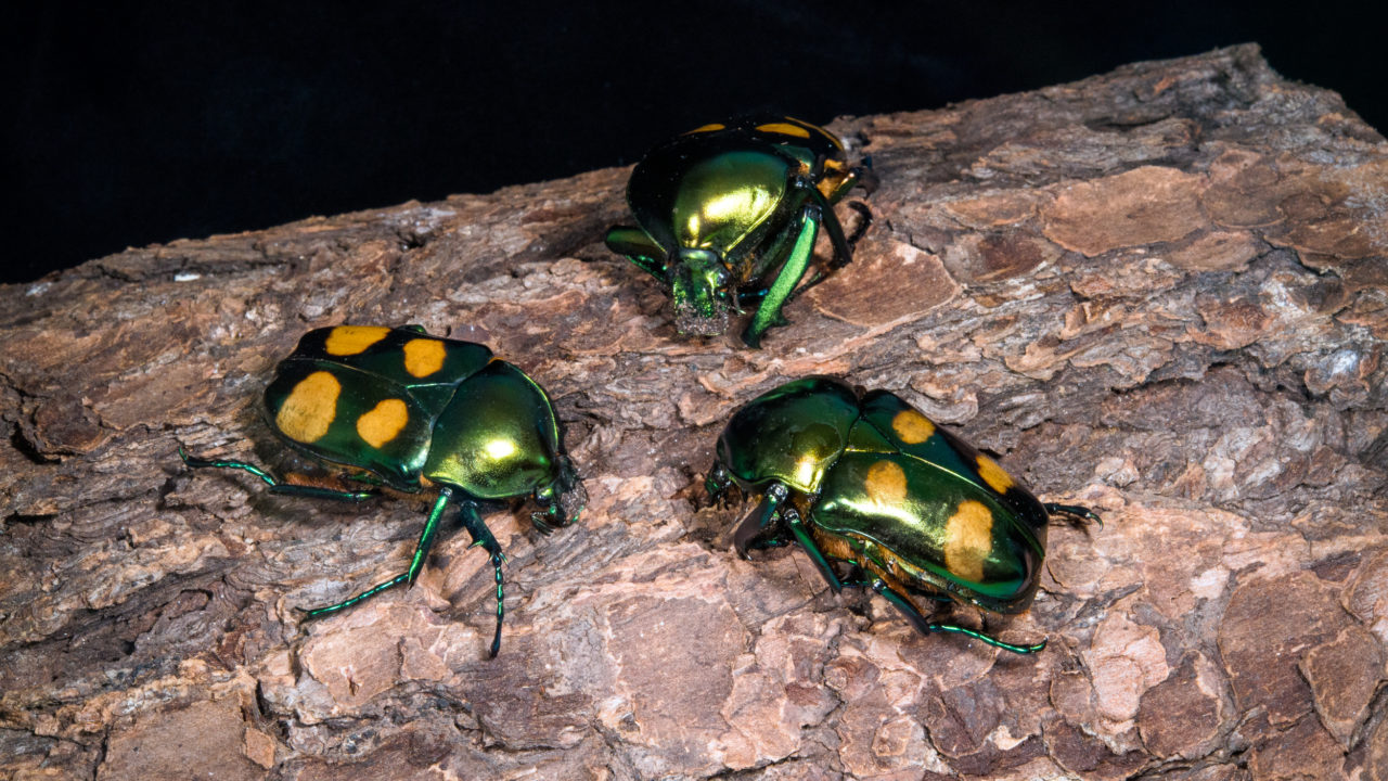 Dünyadaki İlk Evrensel Tür Listesi Oluşturulacak