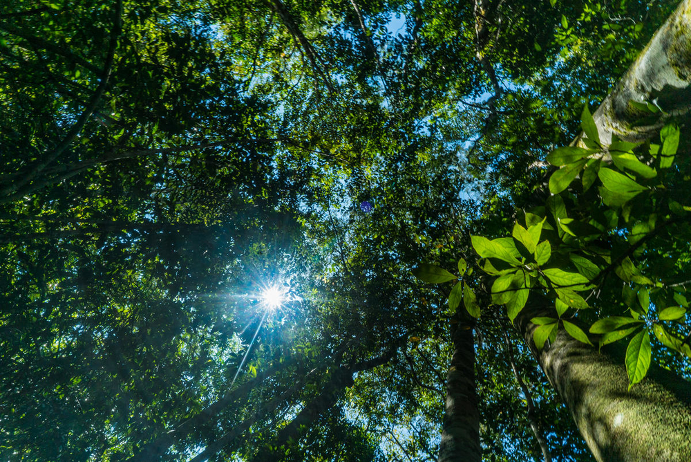 Dünya Liderleri, 2030’a Kadar Biyolojik Çeşitlilik Kaybını Tersine Çevirmeyi Taahhüt Etti