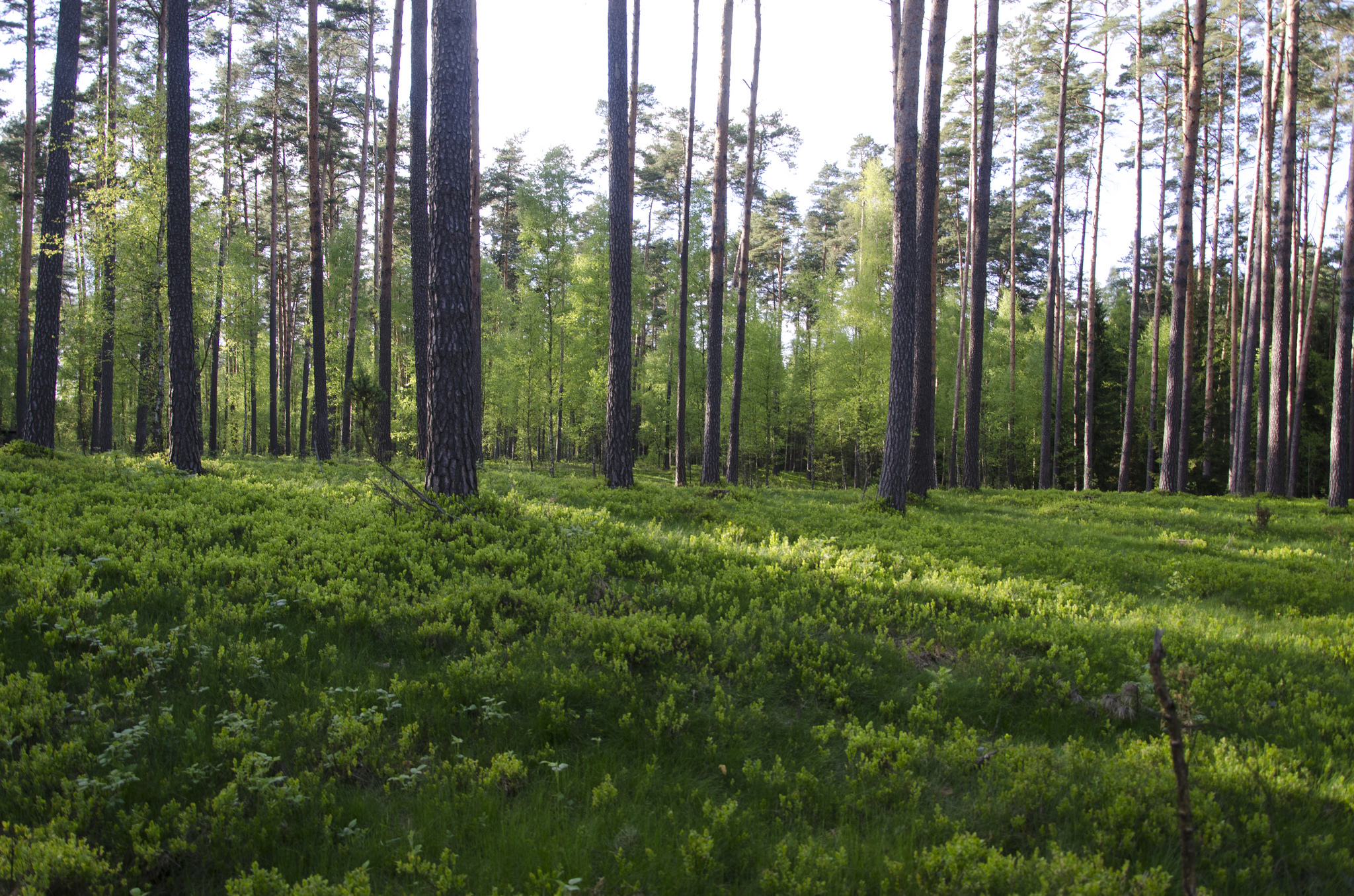 Avrupa Komisyonu, İklim Hedeflerine “Karbon Yutak Alanlarını” Dahil Ettiği İçin Baskı Altında
