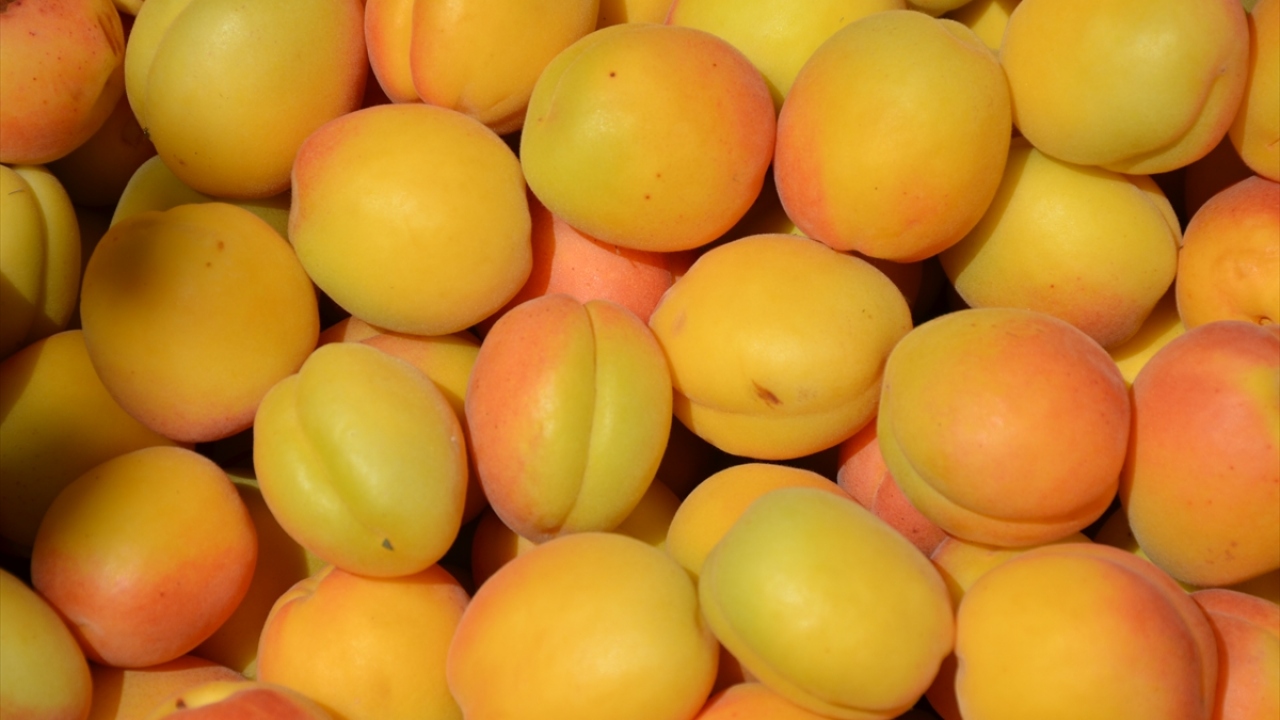 İklim Değişikliği Nedeniyle Malatya Kayısısında Verim Yüzde 40’lara Düşebilir