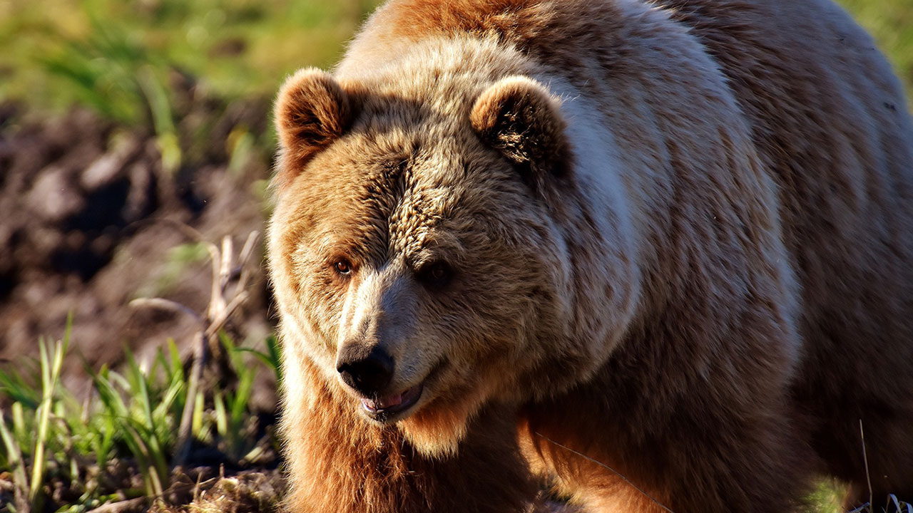 Avrupa’daki Vahşi Yaşamın Yüzde 80’i Risk Altında