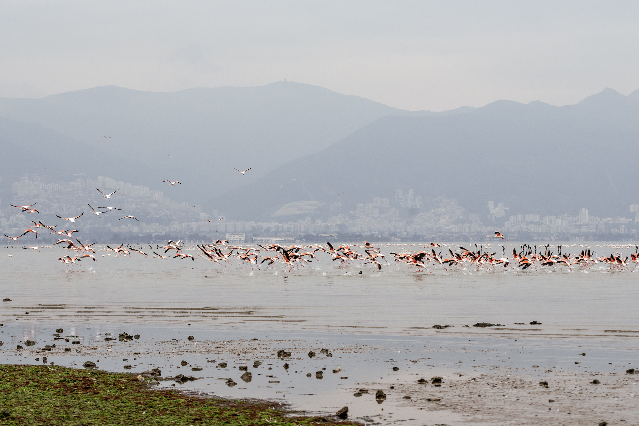 “Gediz Deltası Birlikteliği” Projesi Tamamlandı