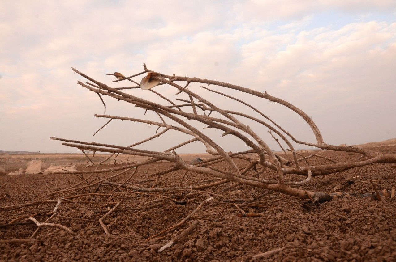 “Sivrisinek Popülasyonunda Ciddi Bir Artışla Karşı Karşıya Kalabiliriz”