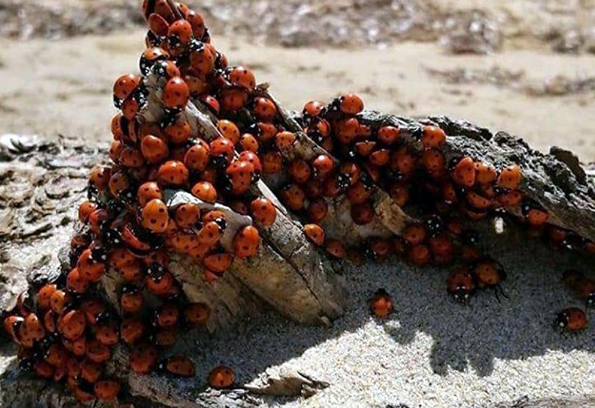 Yeni Çalışma: Her Yıl Böcek Popülasyonunun Yüzde 2’si Yok Oluyor