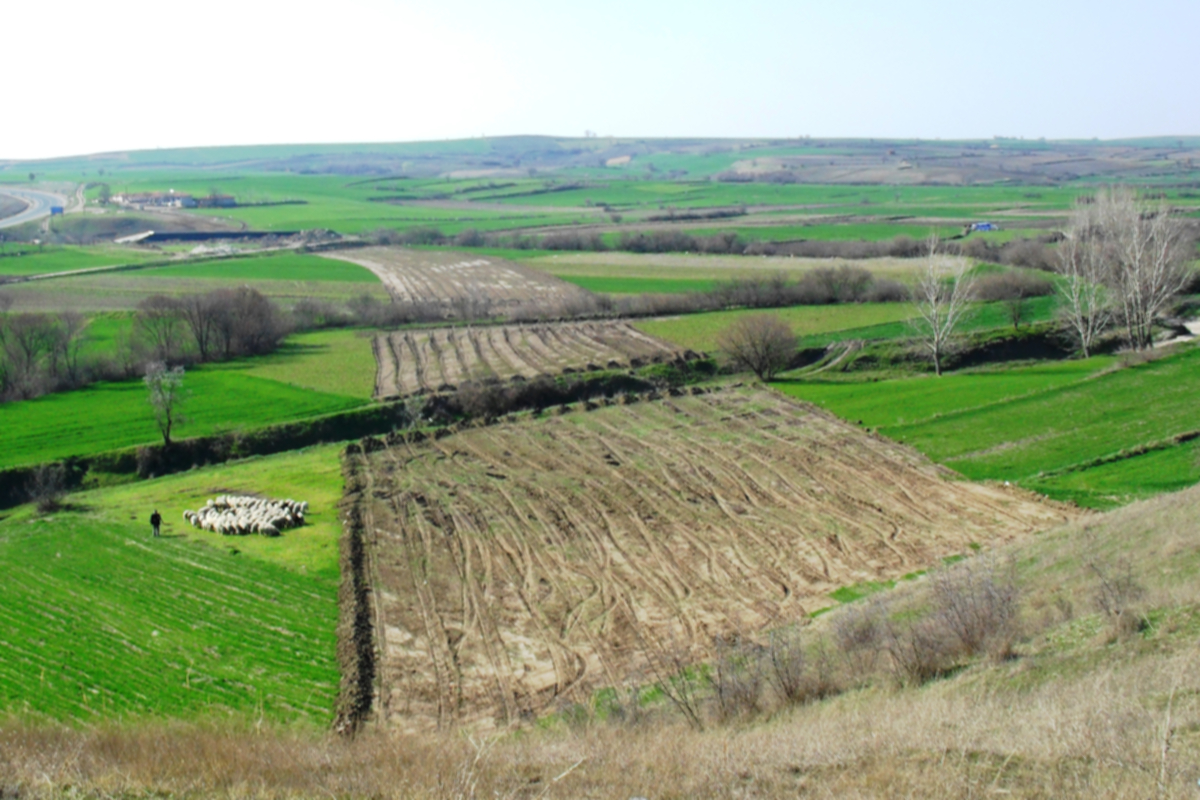 “Küresel Sıcaklık Artışı Tarımda Verimliliği Ciddi Anlamda Etkiliyor”