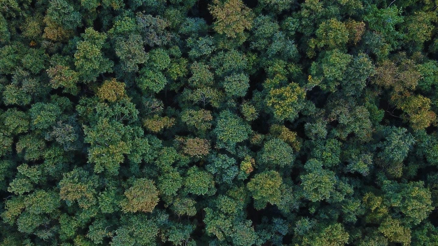 Yeni Rapor: İklim Krizi Dünyanın En Değerli Canlı Türlerini Yok Edebilir