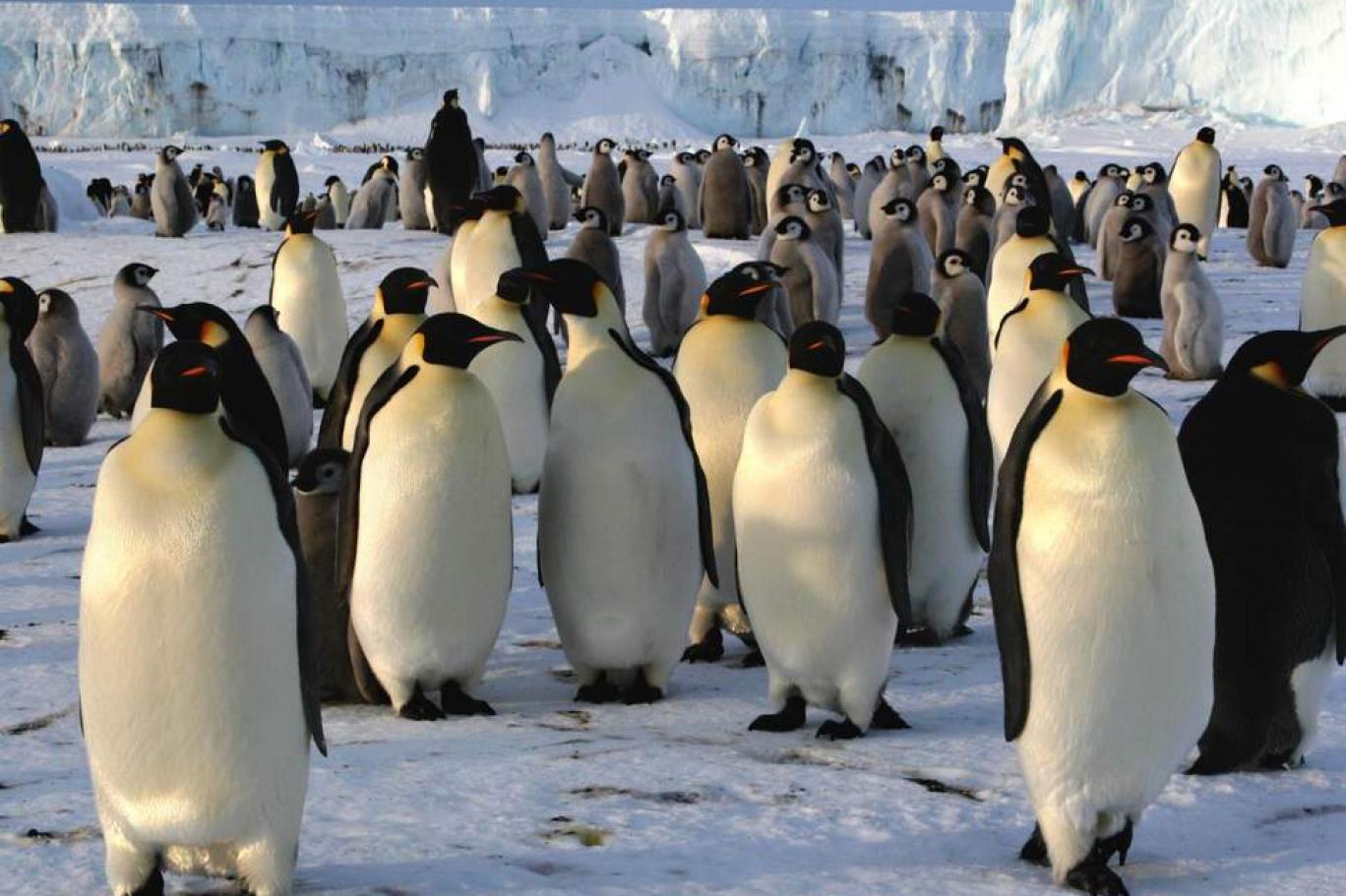 İmparator Penguenlerin Yüzde 50’si İklim Krizi Nedeniyle Yok Olabilir