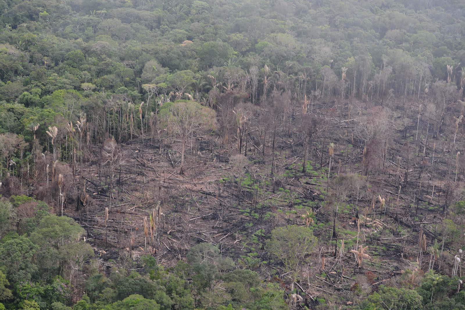 Yeni Çalışma: Ekosistemlerin Sadece Yüzde 3’ü Bozulmamış Durumda