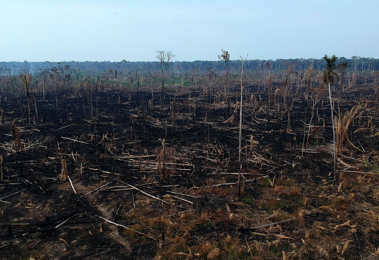 Brezilya Amazonları, Son 10 Yılda Emdiğinden Daha Fazla Karbon Saldı