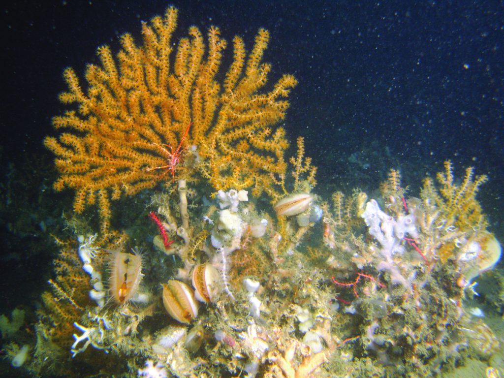 BP Dünyanın En Büyük Soğuk Su Mercan Resifinde Doğalgaz Arayacak