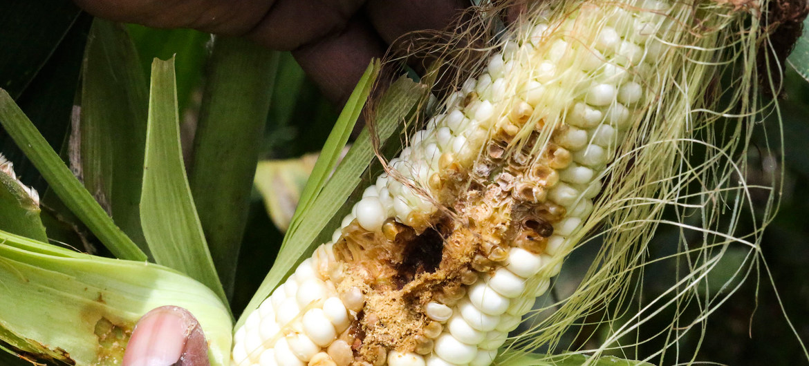 FAO: İklim Değişikliği Böcek İstilalarını Artırabilir