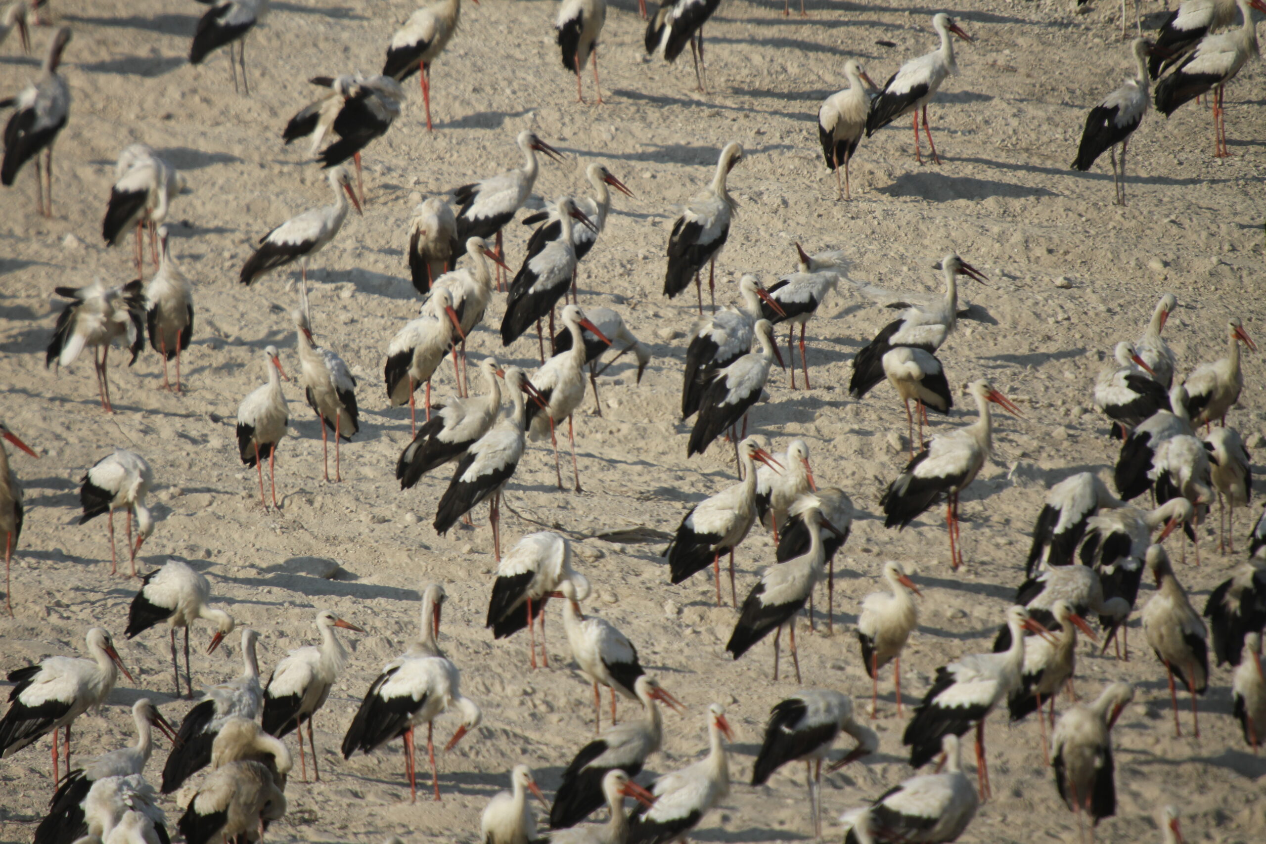 Mersin’de Leylek Nöbeti: Onlarca Leyleğin Hayatı Kurtarıldı