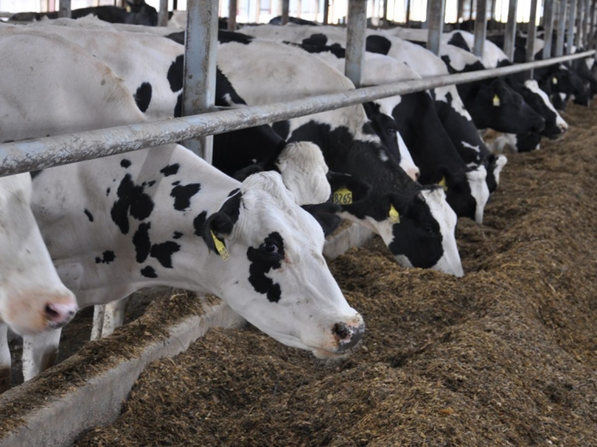 Hollanda Hayvancılık Sektörünü Üçte Bir Oranında Küçültüyor