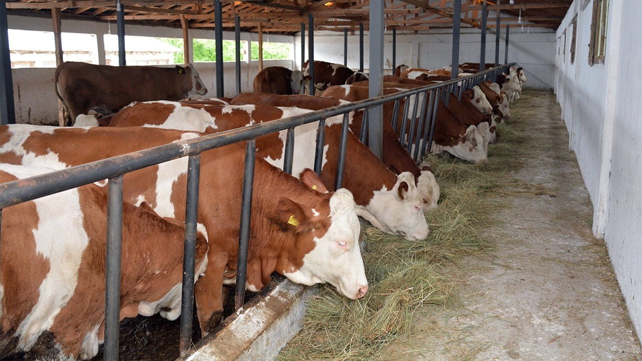 Konvansiyonel Tarım Sübvansiyonlarının Yüzde 90’ı İnsanlara ve Gezegene Zarar Veriyor