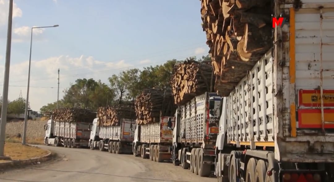 Şırnak’ta Ağaç Kıyımı Sürüyor: “Buradaki Ağaçla Trabzon’daki Ağaç Aynı”