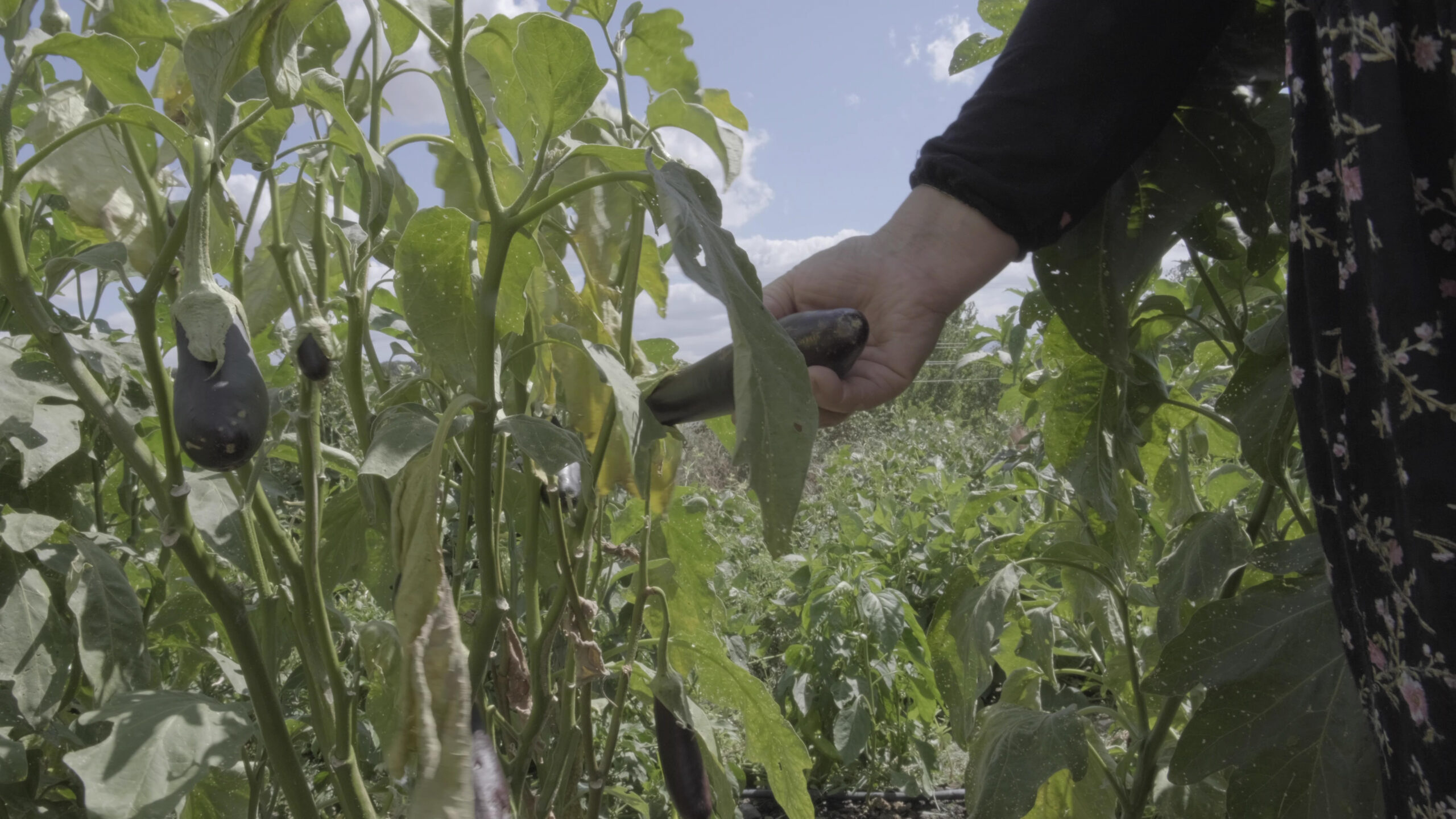 “Tarımda Kadının Adı Yok”