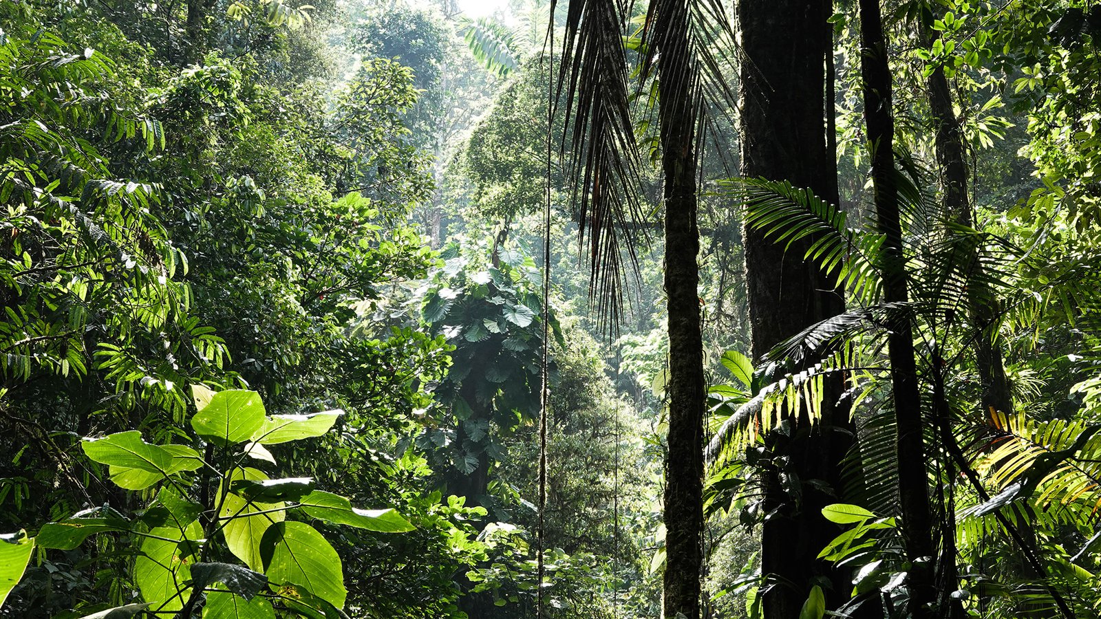 “Kunming Deklarasyonu” ile Biyoçeşitlilik Konusunda Acil Eylem Çağrısında Bulunuldu