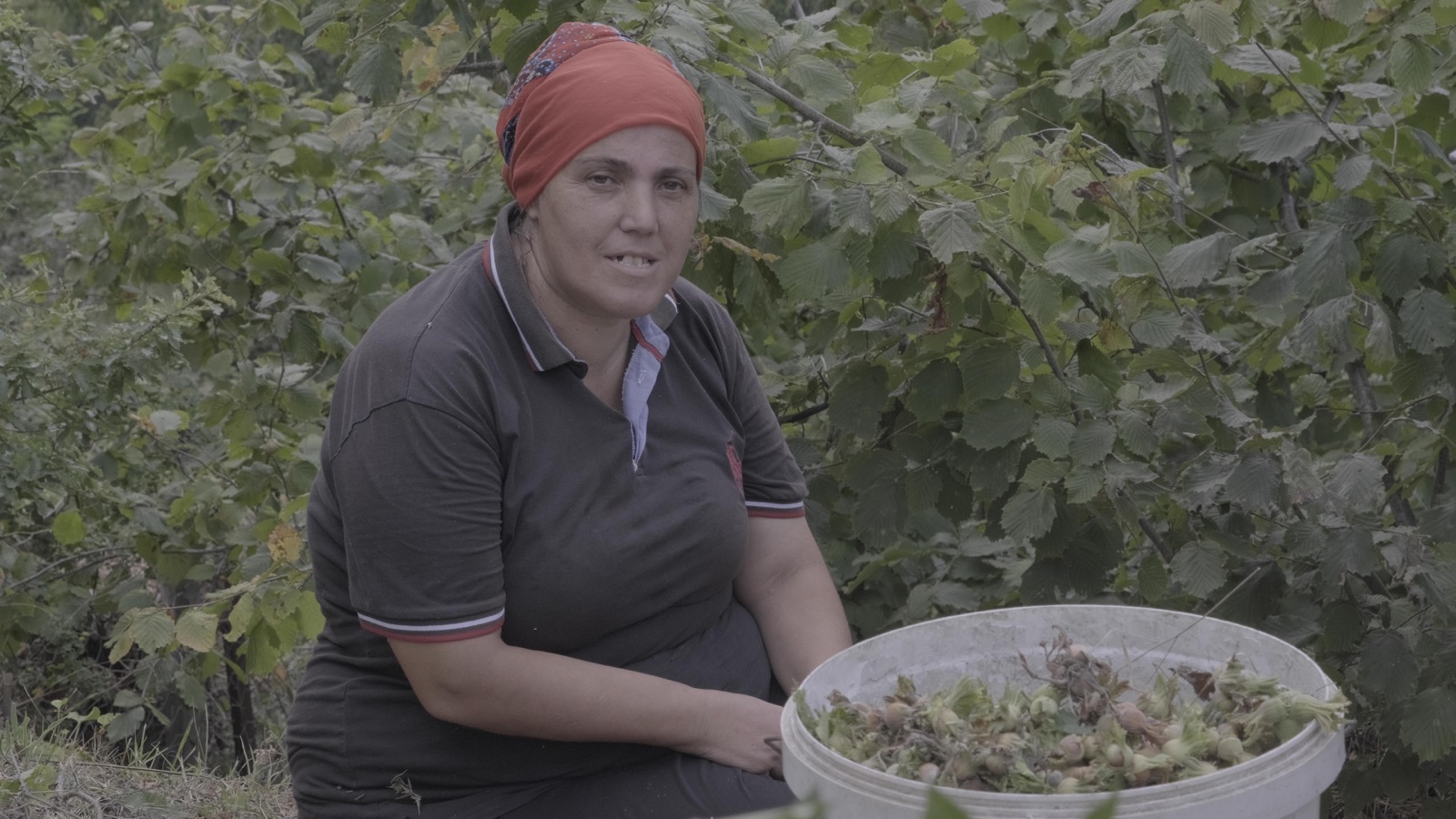 Amasra’da Termik Santral Yok, “Galla” Var