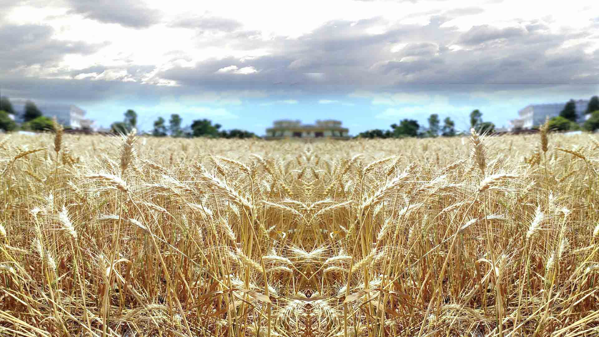 “Sürdürülebilir Gıda Sistemlerine Doğru Türkiye’nin Ulusal Yol Haritası” Açıklandı