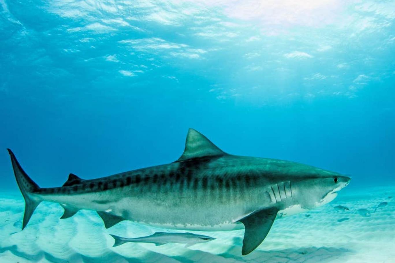 WWF: Soyu Tükenme Tehlikesiyle Karşılaşan Tür Sayısı Hiç Bu Kadar Yüksek Olmadı