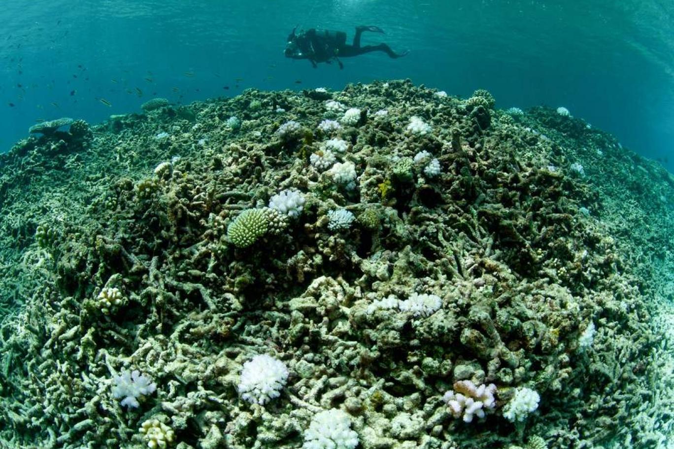 Büyük Set Resifi Ocak Sonuna Kadar Kitlesel Ağarma ile Karşı Karşıya Kalabilir