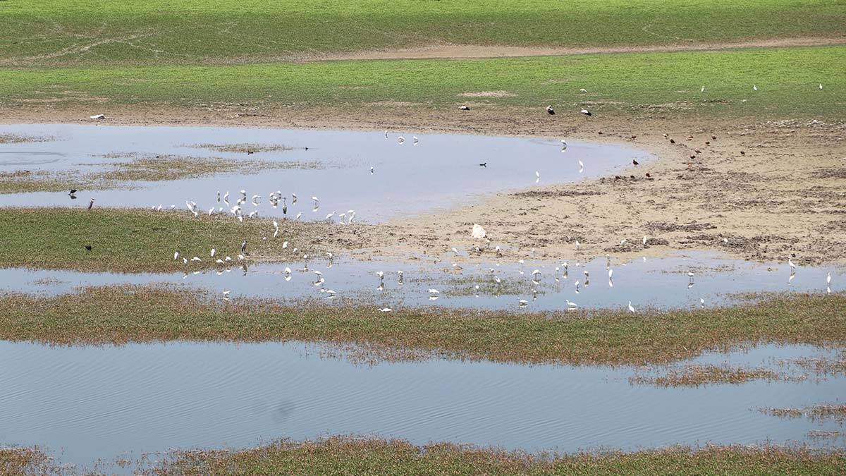 Çayırhan Termik Santralı Nallıhan Kuş Cenneti’ni Kirletiyor