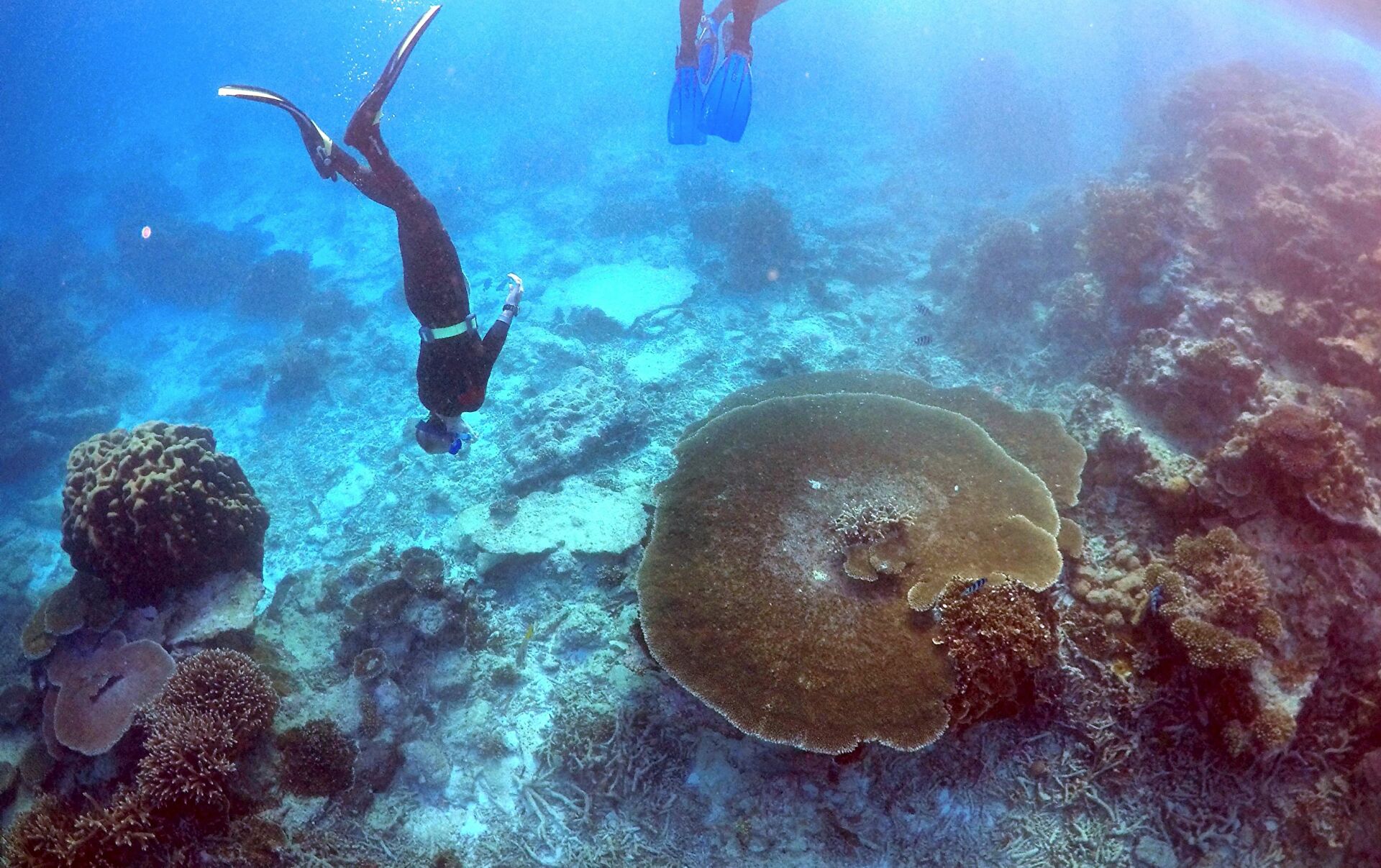 Avustralya Önümüzdeki 10 Yıl için Büyük Set Resifi’ne 1 Milyar Dolar Ayırıyor