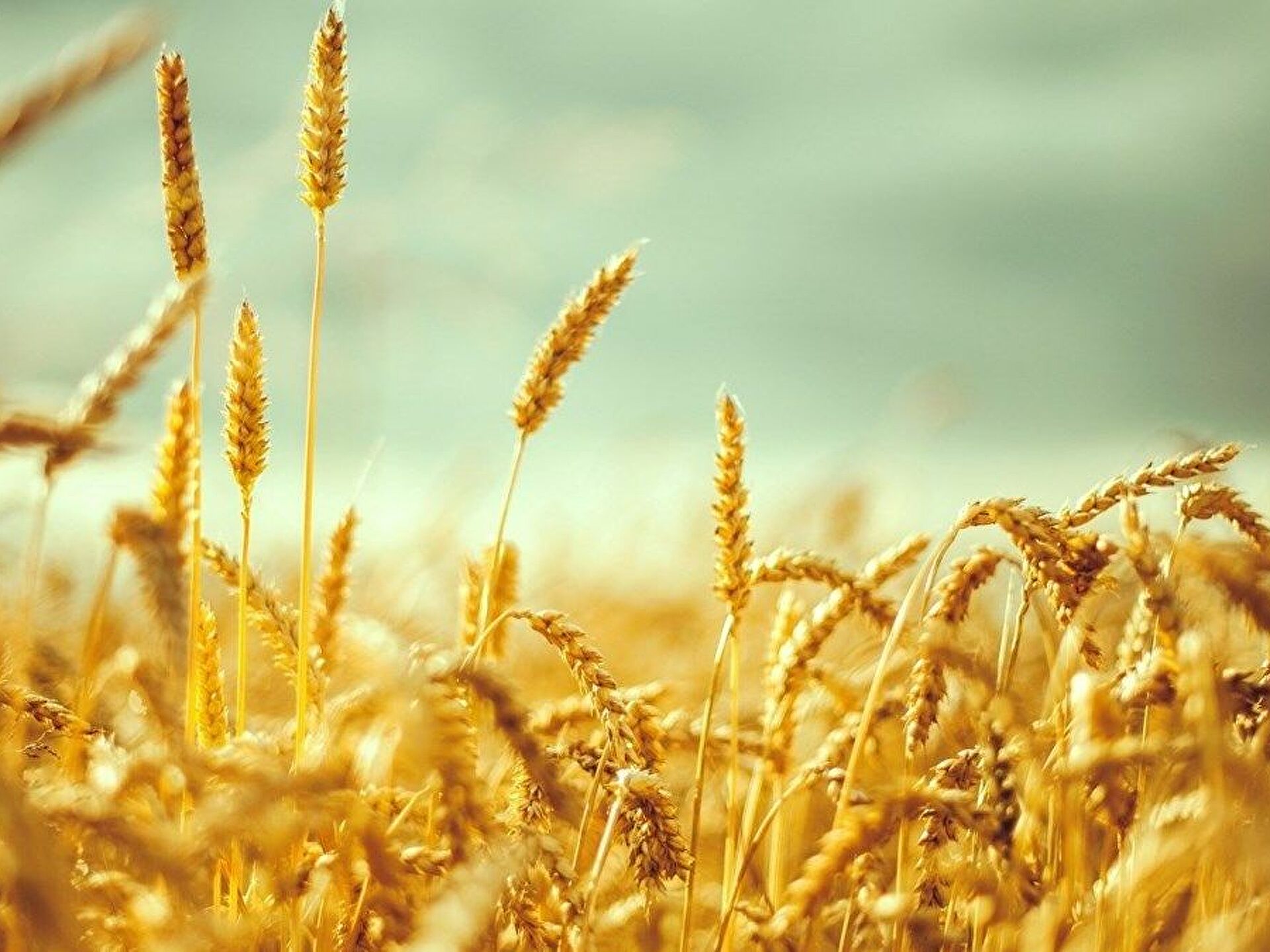 Türkiye’nin Tarım Politikası Ülkeyi Nereye Sürüklüyor?