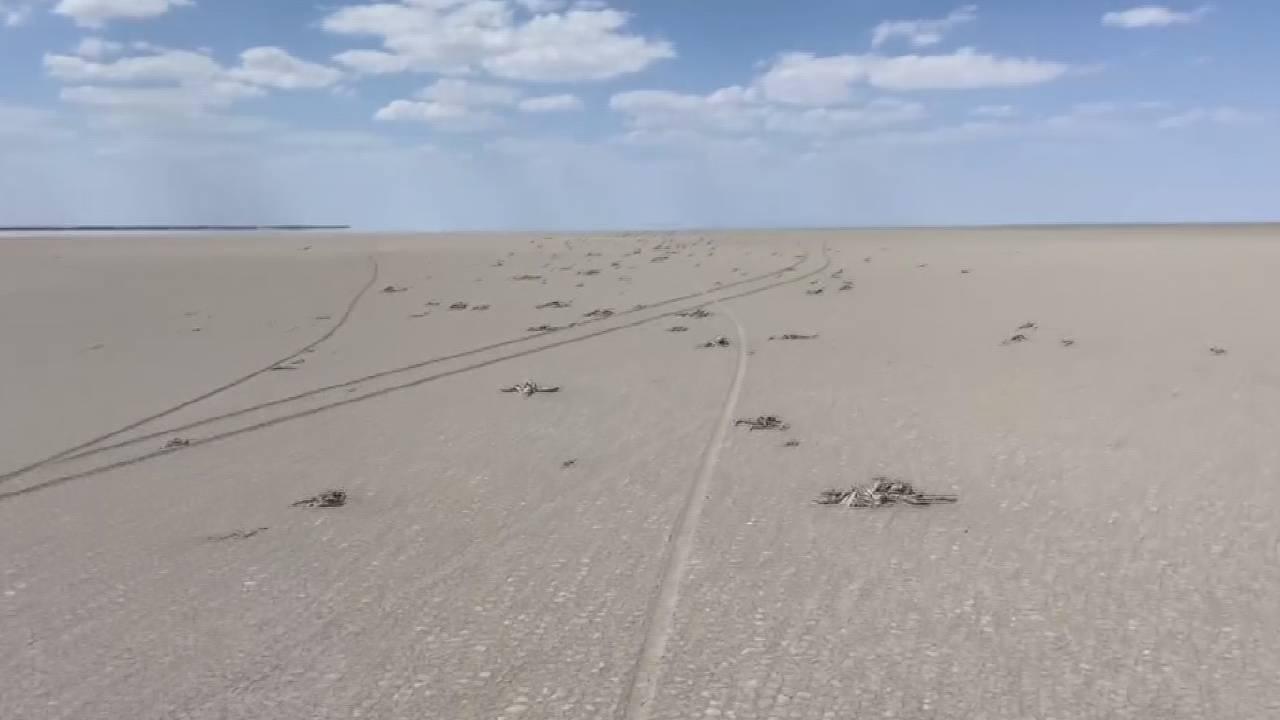 Konya Valiliği’ne göre Tuz Gölü’ndeki Flamingo Ölümlerinin Nedeni İklim Krizi