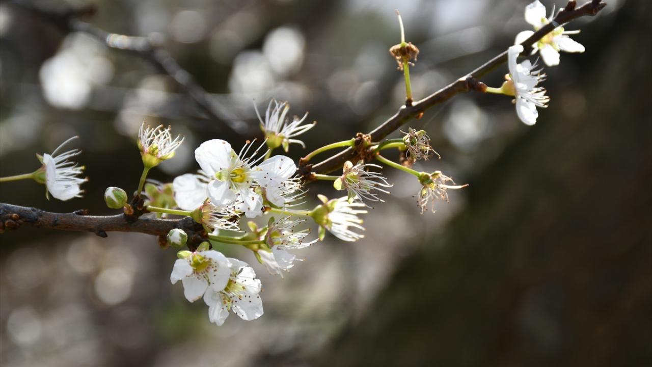 Küresel Isınma Nedeniyle İngiltere’de Bitkiler 1 Ay Erken Çiçek Açıyor
